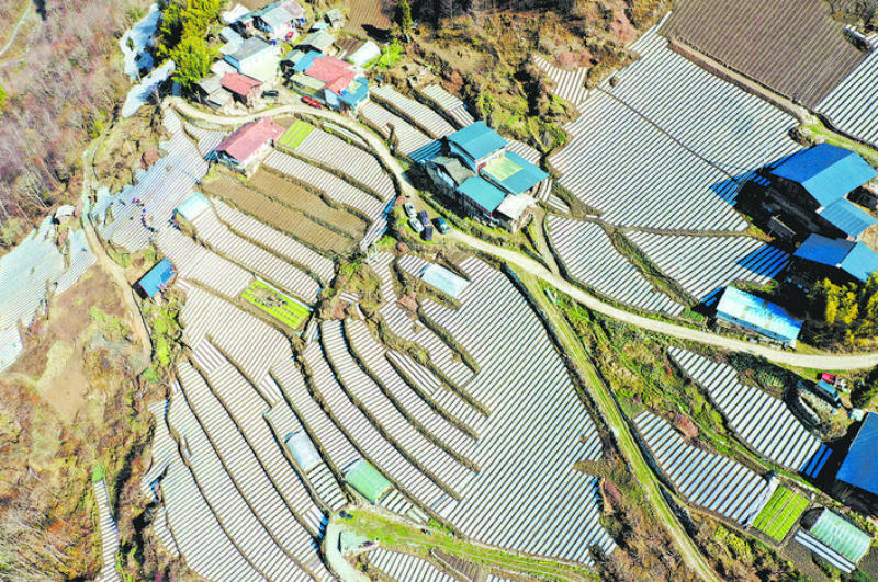 汶川县码头村春日育秧忙