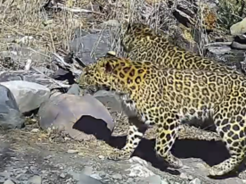 “蚂蚁森林新龙公益保护地”数月多次捕捉到国家一级重点保护野生动物金钱豹珍贵影像