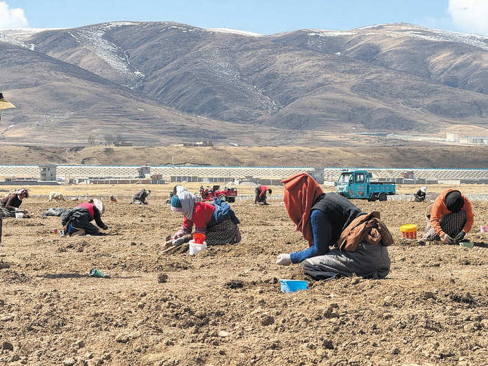 阿坝县牧民群众采挖蕨麻正当时