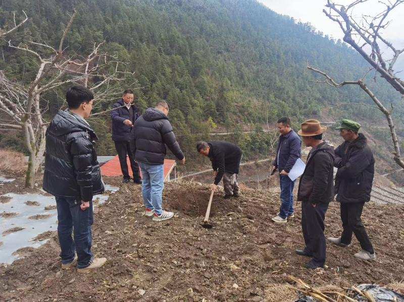 理县：“小小果苗”带来致富新希望