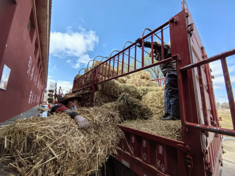 甘孜县：确保牦牛安度“春乏关” 向牧民免费发放100余吨饲草