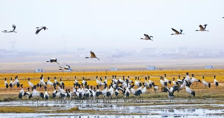 鹤舞阿热湿地—探访拉萨当雄黑颈鹤迁徙中转站