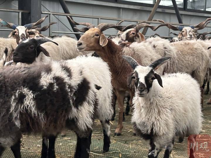 红原县：探索乡村治理 茸日玛村有靓招