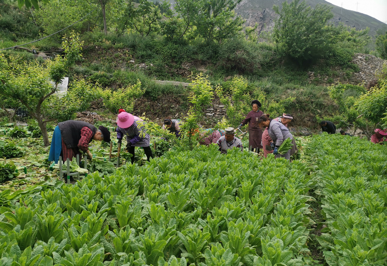 茂县沟口镇：莴笋喜获丰收 乡村产业兴旺