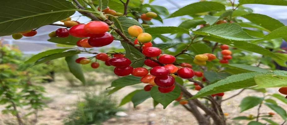 乡城县洞松村：红妃樱桃为乡村旅游打卡