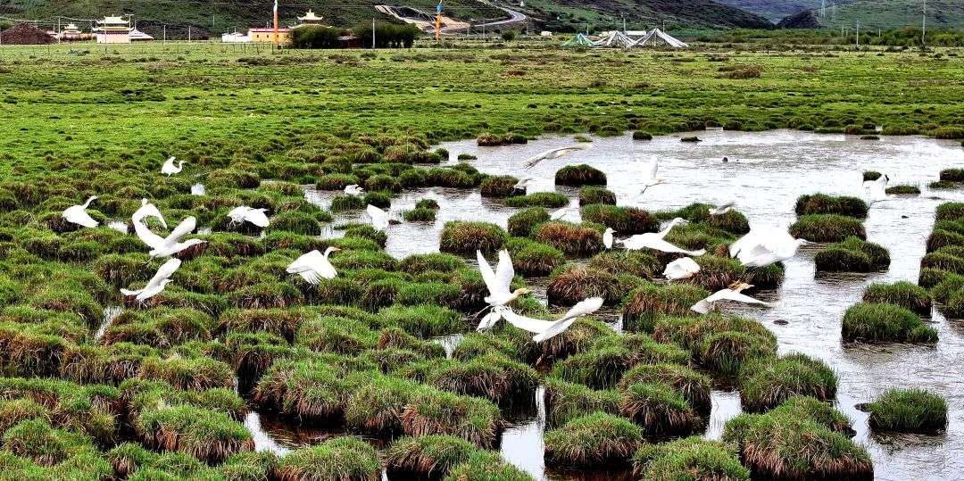 稀客！红原县首次拍摄到牛背鹭群