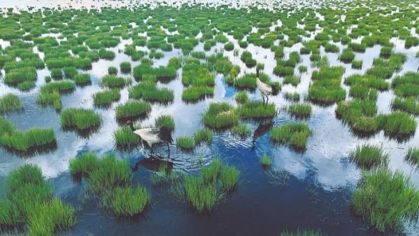 “添丁进口” 若尔盖湿地黑颈鹤进入繁育期