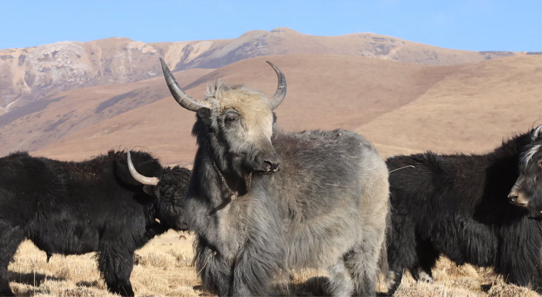 科技赋能，甘孜牦牛更有“含金量”