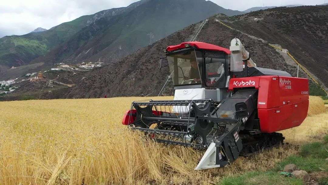 甘孜州：“双抢”时节“丰景”美！多地青稞、小麦进入成熟期