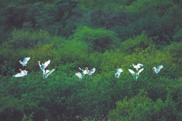壤塘县：生机勃勃的南莫且湿地自然保护区