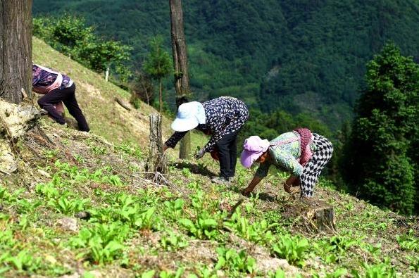 汶川县：流转荒山荒坡发展林下种植 铺就致富新路