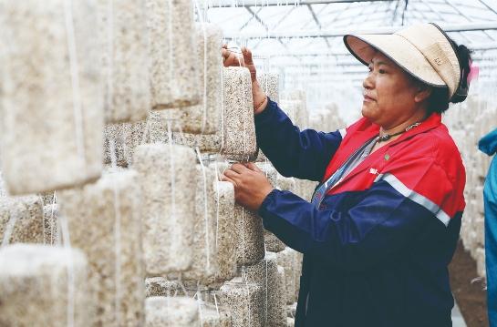 白玉县 ：扩大黑木耳种植规模 激发乡村振兴新动能