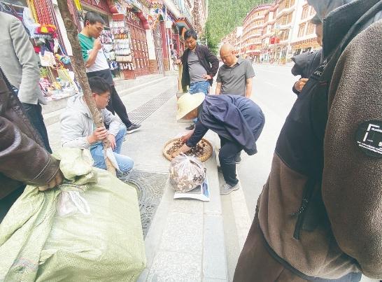 白玉县：野生羊肚菌抢“鲜”上市