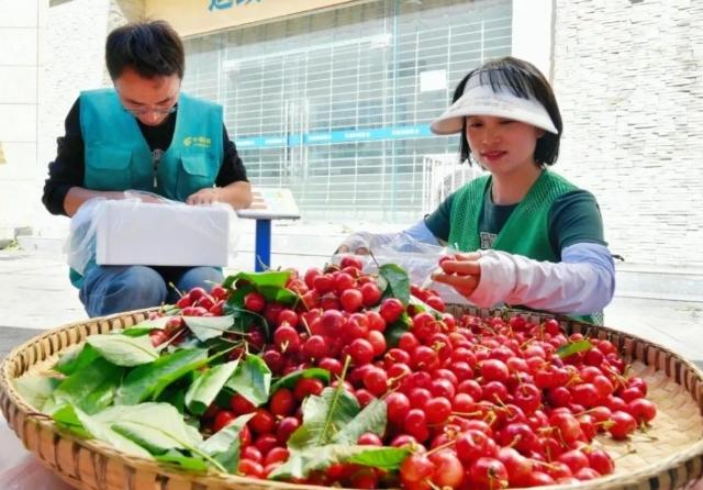 阿坝州：坐专机走冷链 一颗阿坝甜樱桃的千里速递