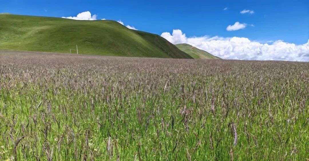 “石渠”垂穗披碱！甘孜州成功选育首个高寒草地适生草品种