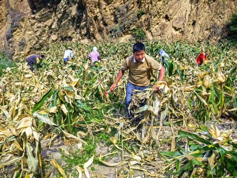 得荣县：引回发展“金凤凰” 走向致富“黄金路”