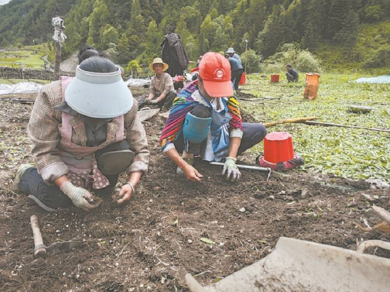 小金：小贝母结出“致富果”
