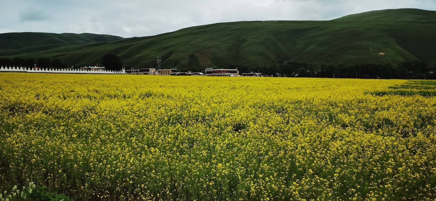 道孚县：乡村振兴靠什么