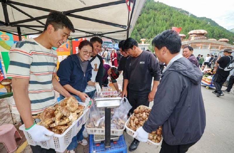 首日交易量15吨成交金额达400万元  雅江松茸鸣锣开市博得“头彩”