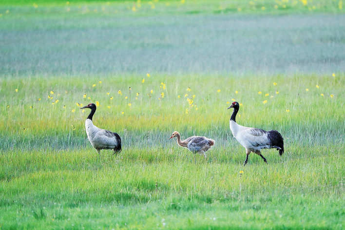 阿坝县：一只破壳不久的小黑颈鹤紧紧跟在父母身边