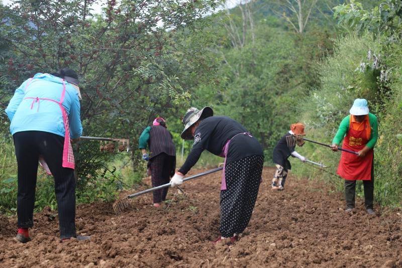 金川县：“蔬”写绿色致富路 奏响乡村振兴曲