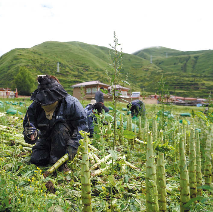 阿坝县纳昆村：莴笋喜获丰收