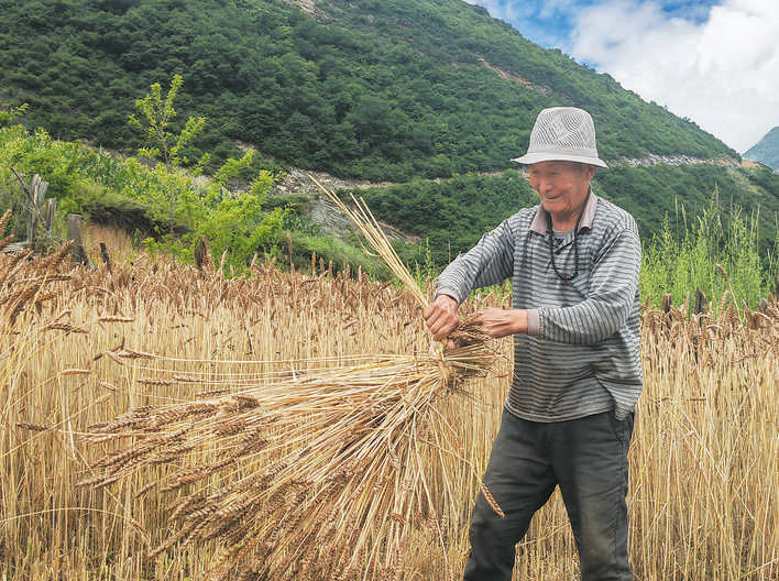 黑水县：小麦收获进行时