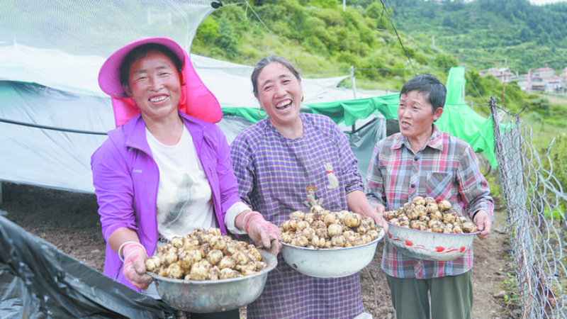 黑水县西尔镇麻窝村种植的20亩贝母迎来丰收季