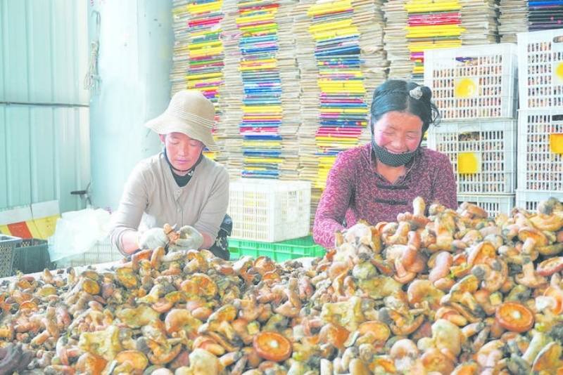 若尔盖县降扎乡：野生菌已成为当地的特色名片