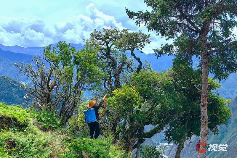 阿坝黑水：古树保护进行时 守护绿色印记