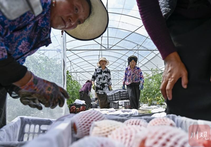 向云端·特写丨“全勤员工”若玛