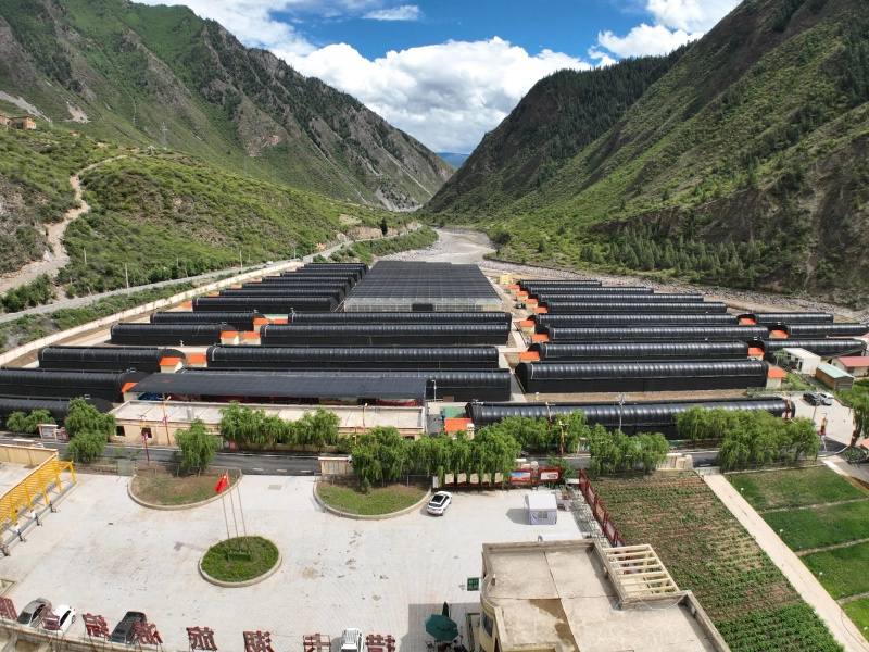 新龙县：以党建引领帮扶共同体打好产业发展“组合拳”