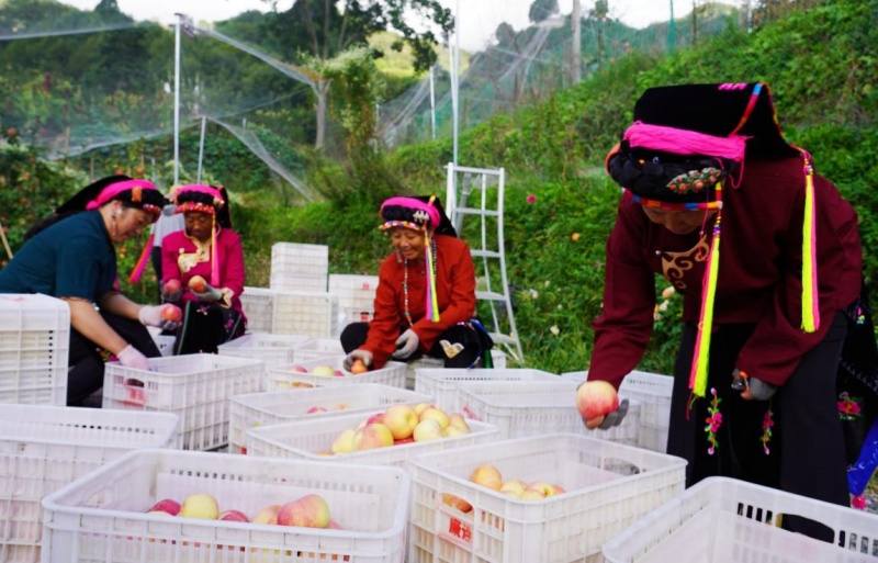 丹巴：“美人脆”苹果丰收，远销全国各地