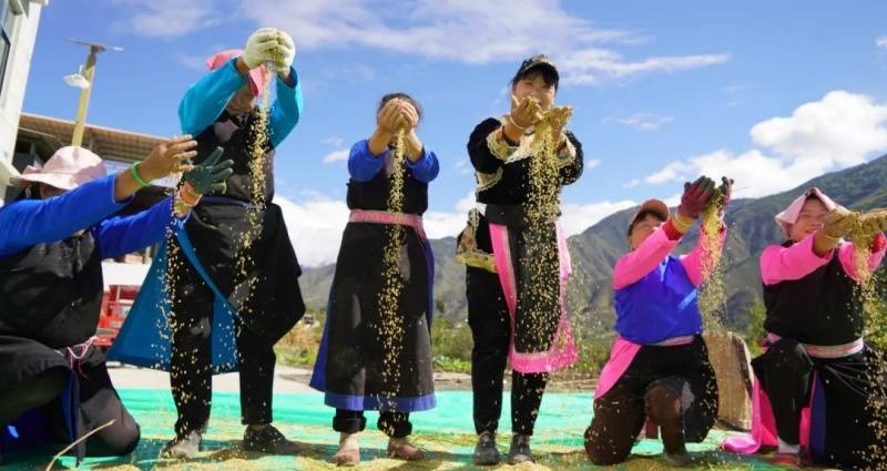 金川县高原旱稻喜获丰收