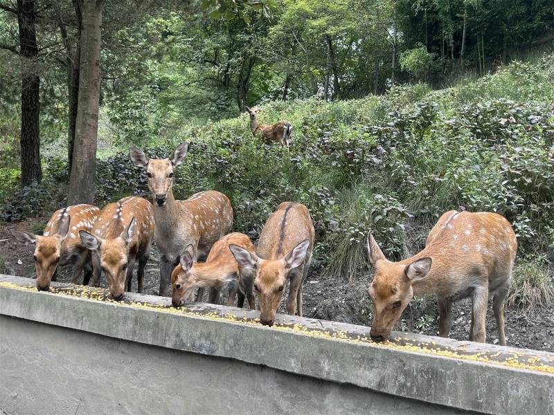 阿坝汶川：梅花鹿养殖敲开乡村致富之门