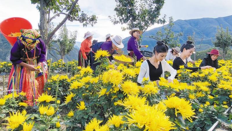 金川金丝皇菊迎丰收  特色产业促振兴