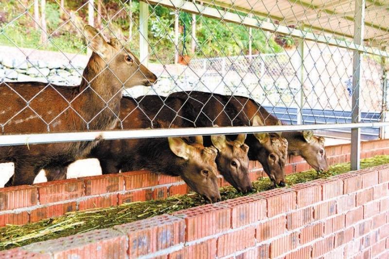 汶川：发展特色养殖   梅花鹿成村民致富“鹿”