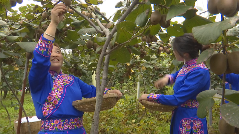 茂县土门镇：猕猴桃种植助振兴 村民致富有盼头