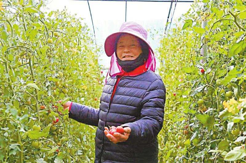 曾经牧民冬季吃新鲜蔬菜都困难，如今却能全年生产高原小番茄 高原小番茄走出共富路
