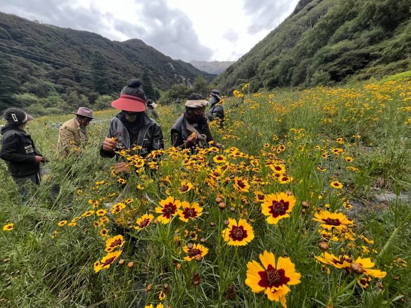 白玉县沙马乡瓦岗村种植菊花获丰收 展现美丽“丰”景画