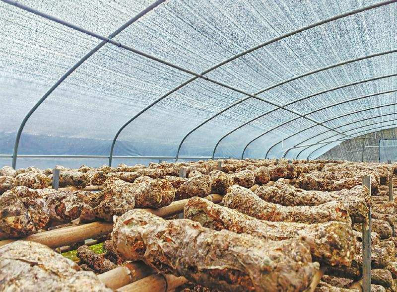 高原种出香菇“优等生”带动农户增收致富