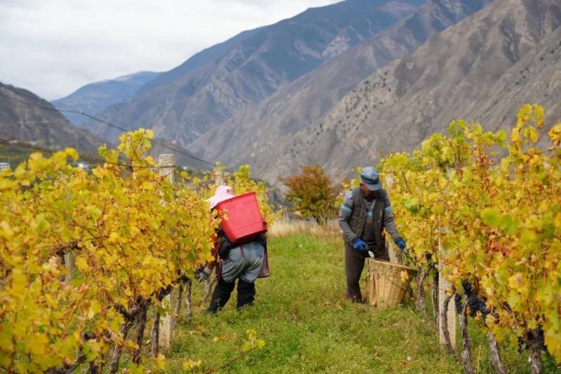 阿坝小金：一颗“小”葡萄 做出“大”产业