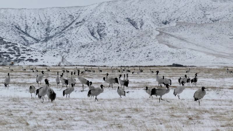 红原：千只黑颈鹤齐聚月亮湾上演壮观大迁徙