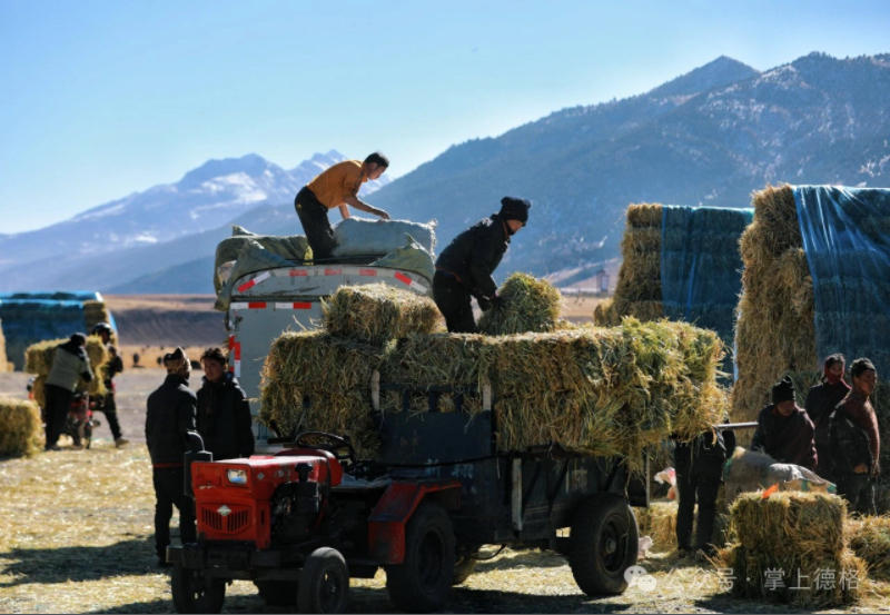 德格县万亩饲草基地迎丰收，牦牛越冬度春“口粮”足