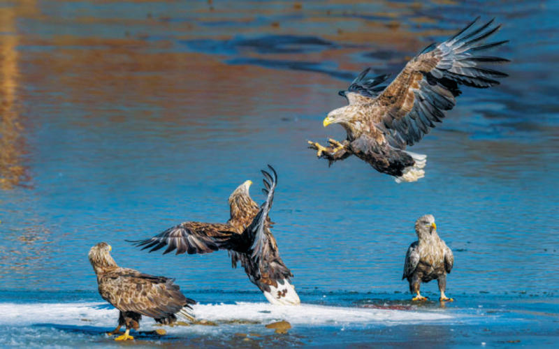 阿坝县：候鸟翔集 勾勒冬日画卷