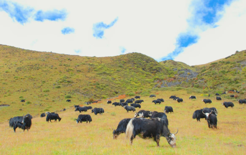 金川牦牛---推进乡村振兴 助农增收