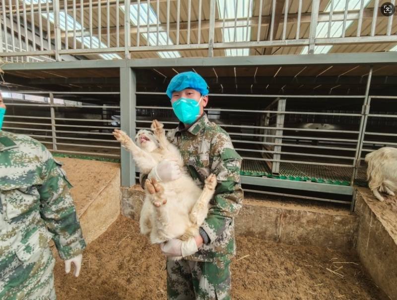 阿坝壤塘：集体经济领航“羊”起致富风帆