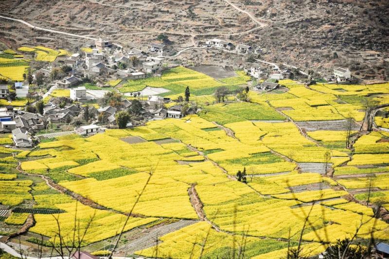 泸定油菜花绽放绘就春日画卷