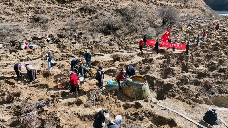 道孚：万亩根雀绿沃野 乡村振兴正当时