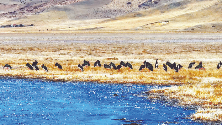 首批中转补给的黑鹳抵达若尔盖湿地